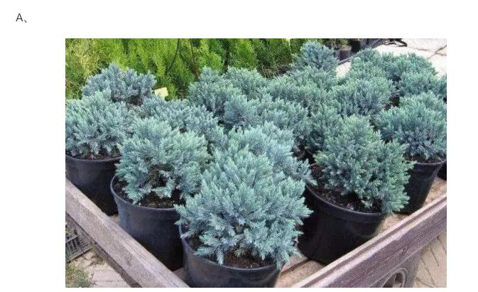 1574924418297636.jpg 7.jpg