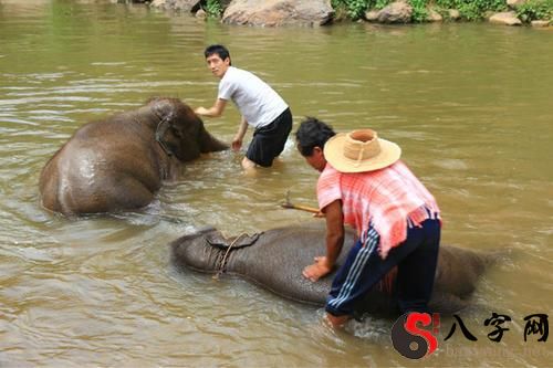 梦见洪水冲走大象