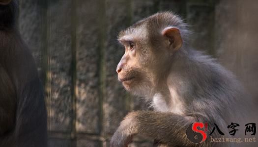 梦见猴子追赶自己