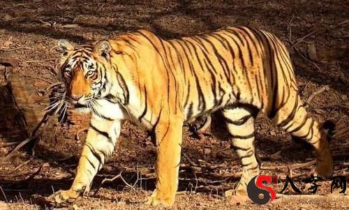 梦见黑色的老虎咬人