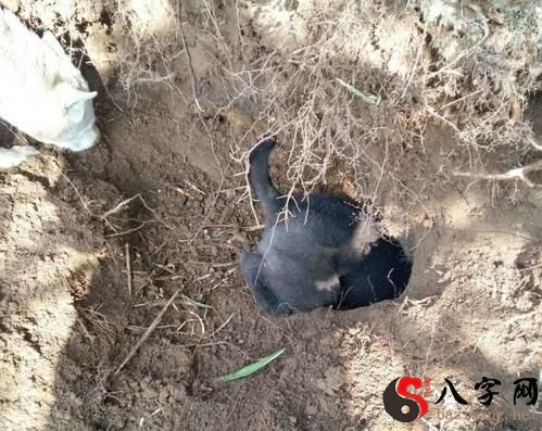 梦见家里被老鼠打洞