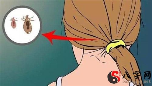 梦见头上很多虫子