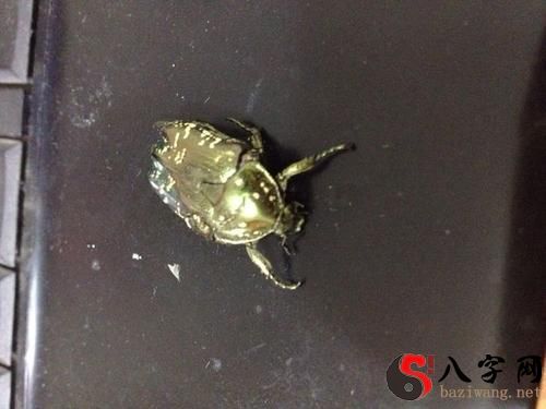 梦见自己抓虫子