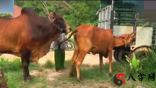 梦见自己牵一头黄牛