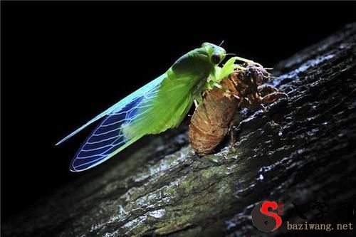 梦见看到金蝉脱壳