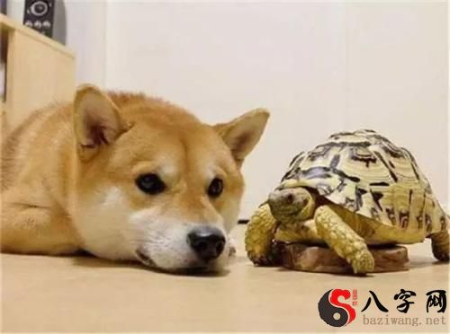 梦见狗变乌龟