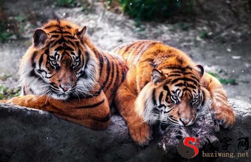 梦见自己变成老虎