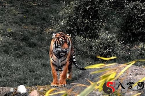 梦见天上出现老虎画面