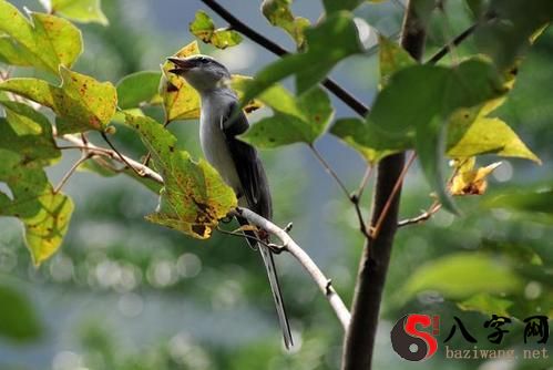 梦见一只漂亮的小鸟
