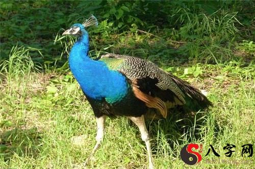 梦见孔雀掉毛