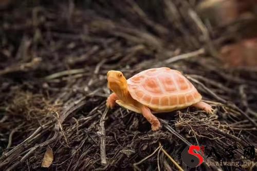 梦见抓很多乌龟