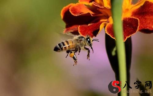 梦见蜜蜂蛰自已