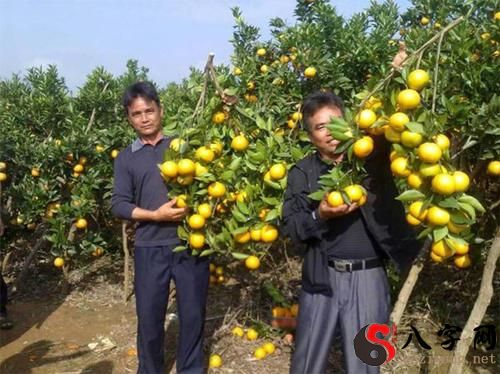 梦见送别人橘子