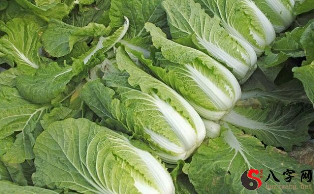 梦见大白菜预示什么