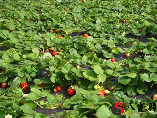 梦见在地里摘草莓