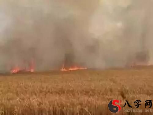 梦见麦子着火